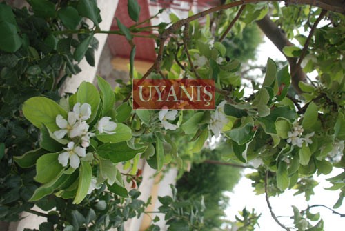 ELMA AĞACI ÇİÇEK