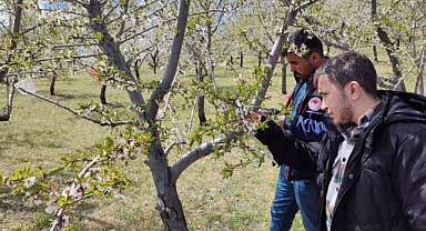 Karaman’da Don Zararı Tespit Çalışmaları Başladı