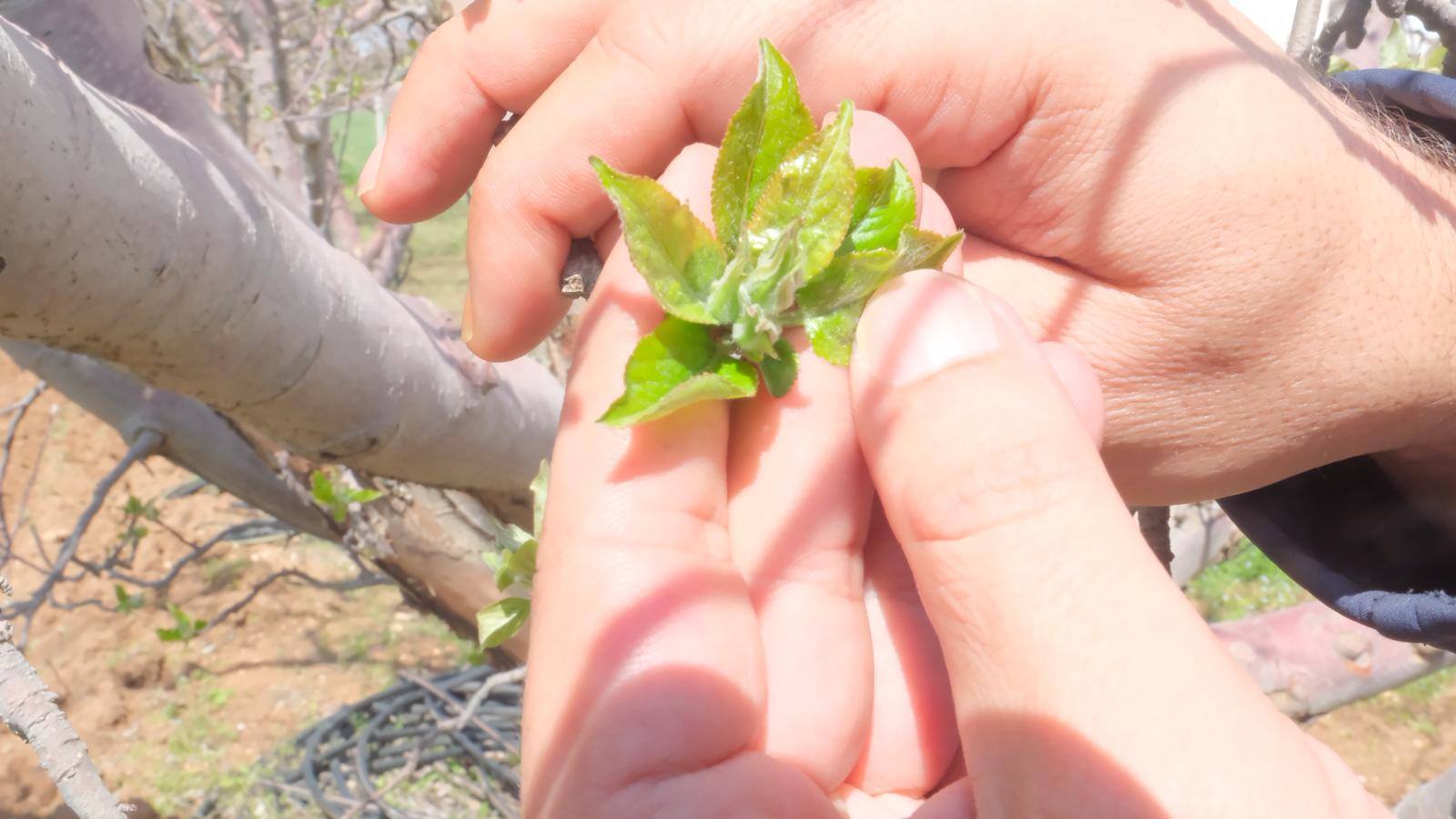 Elma Bahçelerinde Fenolojik Gözlem-1