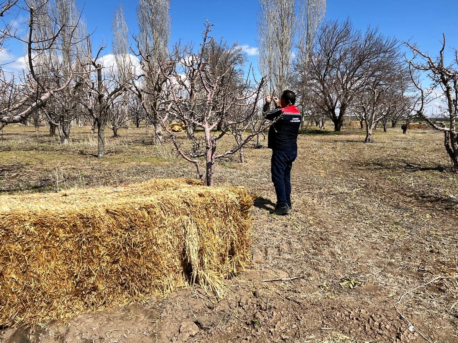 Elma Bahçelerinde Fenolojik Gözlem-2