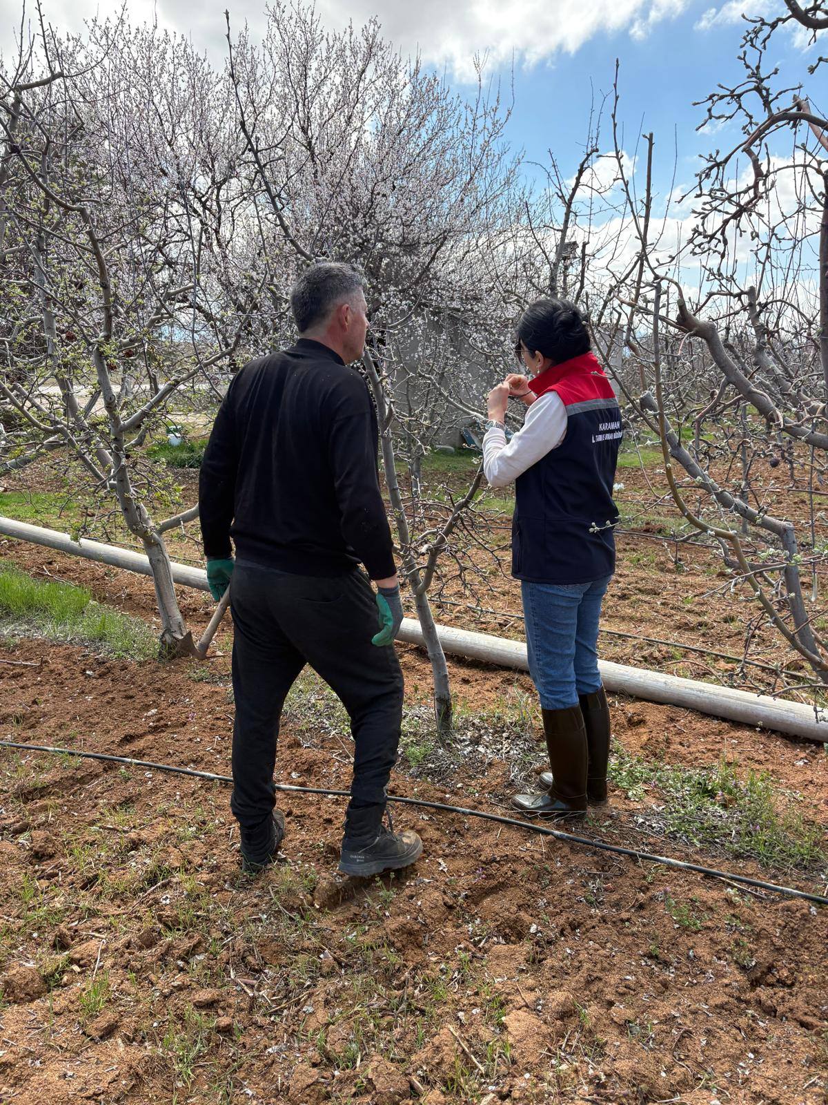 Elma Bahçelerinde Fenolojik Gözlem-3