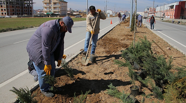 BELEDİYE’NİN AĞAÇLANDIRMA ÇALIŞMALARI
