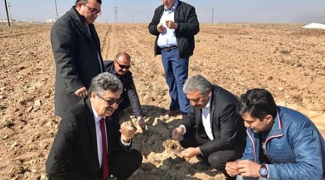 KARAMAN’DA 10 DEKAR ALANA LAVANTA DİKİLDİ