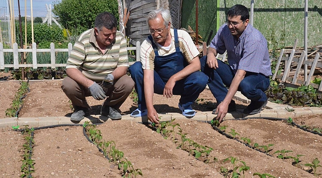 HOBİ BAHÇELERİ ORGANİK TARIM ALANINA DÖNÜŞTÜ