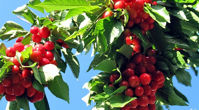 GÜNEYYURT KİRAZI 9 TL’
