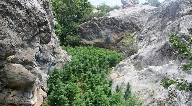 KARAMAN’DA DRONE DESTEKLİ UYUŞTURUCU OPERASYONU