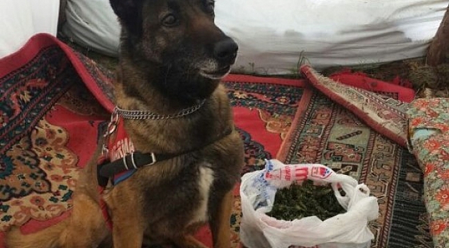 NARKOTİK KÖPEĞİ UYUŞTURUCU BULDU
