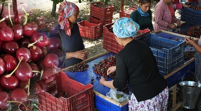 TAŞELİ'DEN RUSYA'YA 310 TON KİRAZ İHRACI