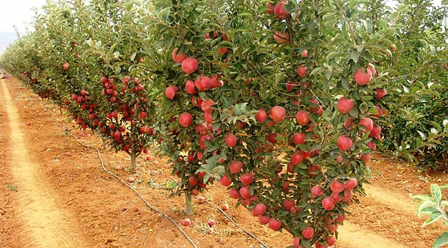 ALANYALILAR KARAMAN’DA BAHÇE ALIMINI HIZLANDIRDI