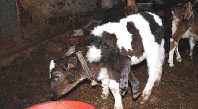 BUZAĞI DESTEKLERİ ASKIDA