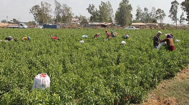KARAMAN’A BU YIL 1238 MEVSİMLİK İŞÇİ GELDİ