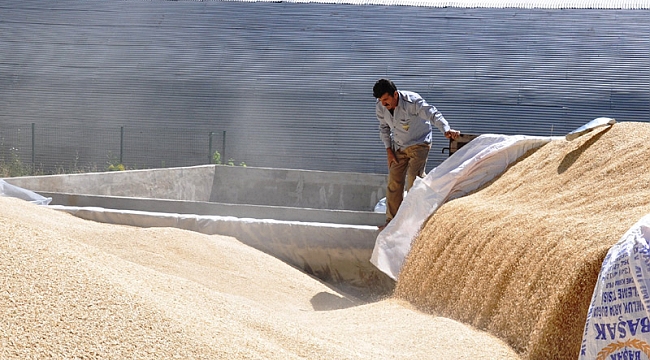 KARAMAN’DA TMO’DA BUĞDAY ALIMLARI BAŞLADI