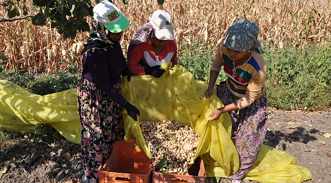 “BİR AŞI İLE BAŞLADI BUGÜN 25 TON VERİM ALINIYOR”