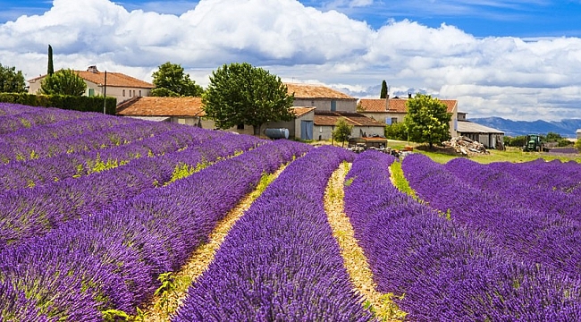 GERÇEK ALTERNATİF LÂVANTA
