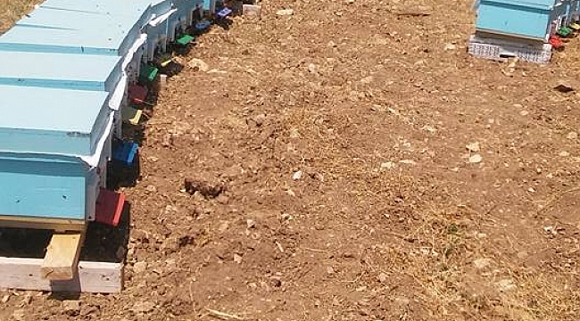 KARAMAN’DA ARICILARA DEVLET DESTEĞİ SÜRÜYOR