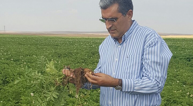KONYA ŞEKER, PATATES ÜRETİMİNİN DE GÜVENCESİ