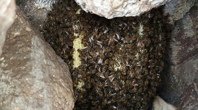 MAĞARADA DOĞAL BAL