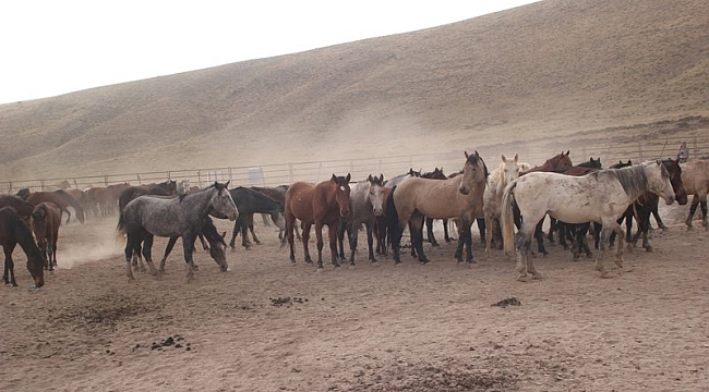 KARADAĞ’DA 200 AT YAKALANDI, ATLAR ÜCRETSİZ DAĞITILACAK