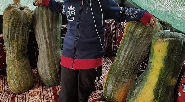 45 KİLOLUK KABAK GÖRENLERİ ŞAŞIRTIYOR