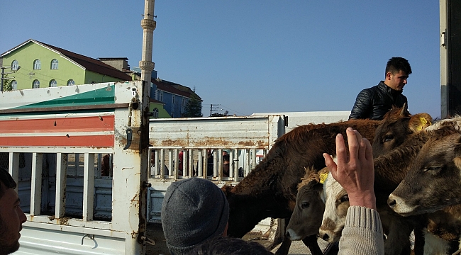 Büyükbaş Hayvanlar Hak Sahiplerine Teslim Ediliyor