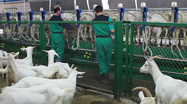 KARAMAN’DA KOYUN SÜTÜ ÜRETİMİNDE 27. SIRADA