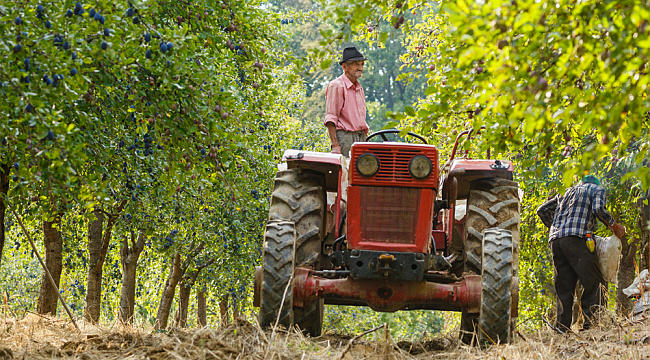 KARAMAN TARIMINDA NAKİT HİBE DESTEĞİ, 800 MİLYON TL’YE DAYANDI
