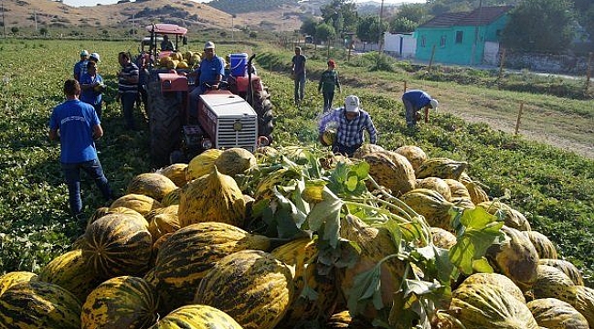 KARAMAN KAVUN ÜRETİMİNDE 14. SIRADA
