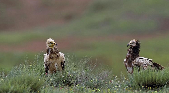 KARAMAN’IN BİYOLOJİK ÇEŞİTLİLİĞİ KAYIT ALTINDA