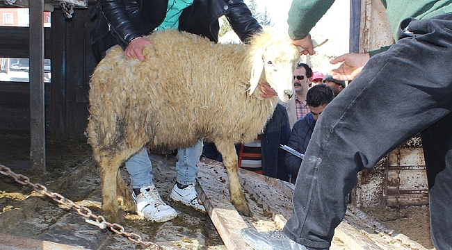 740 BAŞ AKKARAMAN KOYUNU GENÇ ÇİFTÇİLERE TESLİM EDİLDİ