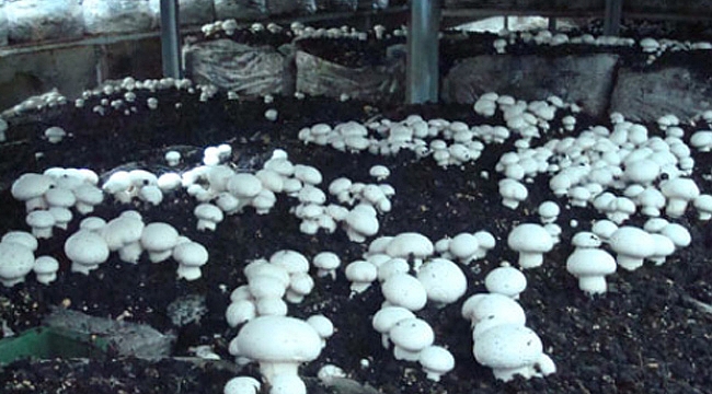 ERMENEK ZİRAAT ODASI’NDAN KÜLTÜR MANTARI YETİŞTİRME KURSU