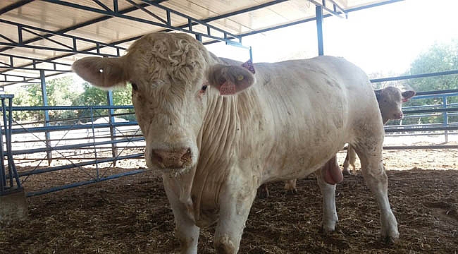 KARAMAN’DA BESİ SIĞIRCILĞI VE YETİŞTİRİCİLİ KURSU AÇILIYOR