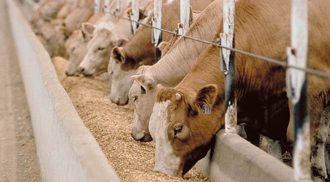 KARAMAN&#039;DA BESİCİLİK SEMPOZYUMU