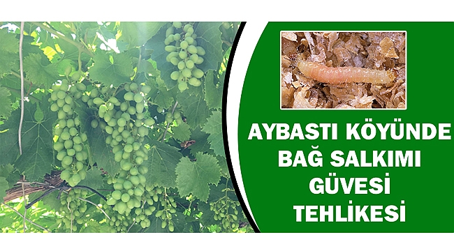 AYBASTI KÖYÜNDE BAĞ SALKIMI GÜVESİ TEHLİKESİ