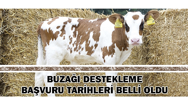 BUZAĞI DESTEKLEME BAŞVURU TARİHLERİ BELLİ OLDU