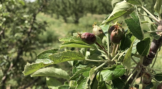 DOLU AFETİ İLE İLGİLİ ÖN TESPİT ÇALIŞMALARI TAMAMLANDI