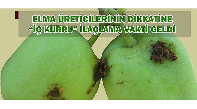 ELMA ÜRETİCİLERİNİN DİKKATİNE “İÇ KURRU” İLAÇLAMA VAKTİ GELDİ