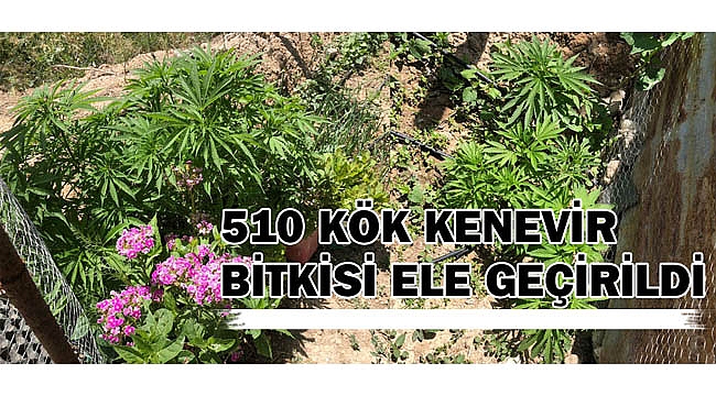KARAMAN’DA 510 KÖK KENEVİR BİTKİSİ ELE GEÇİRİLDİ