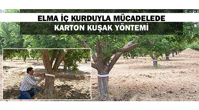 ELMA İÇ KURDUYLA MÜCADELEDE KARTON KUŞAK YÖNTEMİ