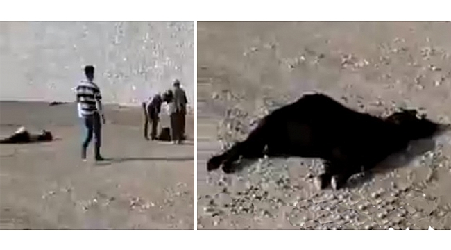 ERMENEK’TE 22 KÜÇÜKBAŞ HAYVAN TELEF OLDU