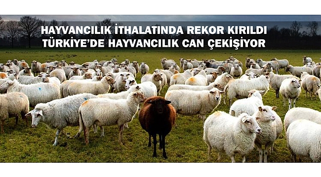 HAYVANCILIK İTHALATINDA REKOR KIRILDI