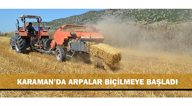 KARAMAN’DA ARPALAR BİÇİLMEYE BAŞLADI
