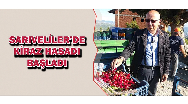 SARIVELİLER’DE KİRAZ HASADI BAŞLADI