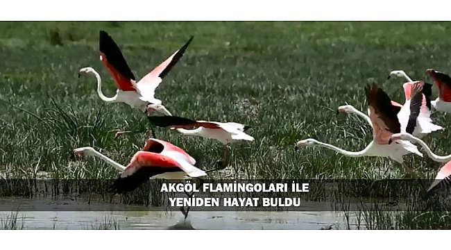 AKGÖL FLAMİNGOLARI İLE YENİDEN HAYAT BULDU