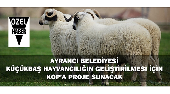 AYRANCI BELEDİYESİ KÜÇÜKBAŞ HAYVANCILIĞIN GELİŞTİRİLMESİ İÇİN KOP’A PROJE SUNACAK