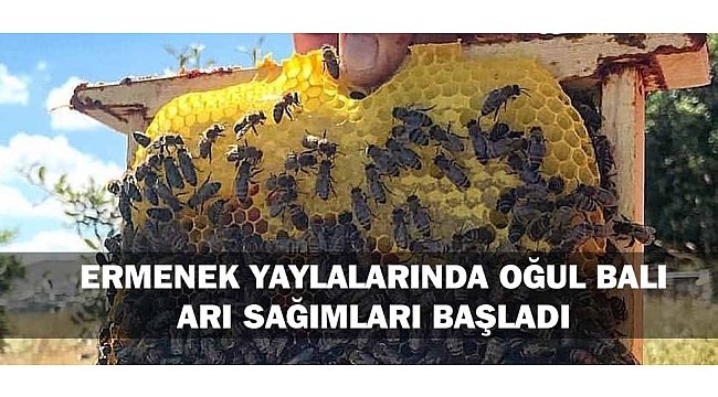 ERMENEK YAYLALARINDA OĞUL BALI ARI SAĞIMLARI BAŞLADI