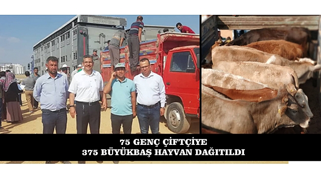 75 GENÇ ÇİFTÇİYE TOPLAM 375 BÜYÜKBAŞ HAYVAN DAĞITILDI
