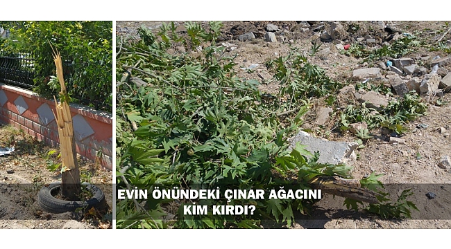 EVİN ÖNÜNDEKİ ÇINAR AĞACINI KİM KIRDI?