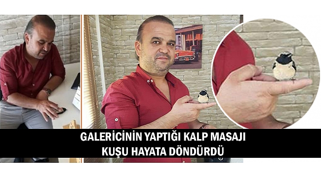 GALERİCİNİN YAPTIĞI KALP MASAJI KUŞU HAYATA DÖNDÜRDÜ