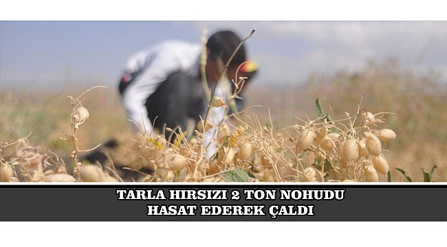 BAŞKASININ TARLASINDAN 2 TON NOHUT HASAT ETTİ