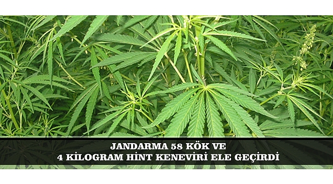 JANDARMA 58 KÖK VE 4 KİLOGRAM HİNT KENEVİRİ ELE GEÇİRDİ